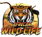 African Wild Life – Pussy888